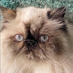 Meet your Posher, Nandel